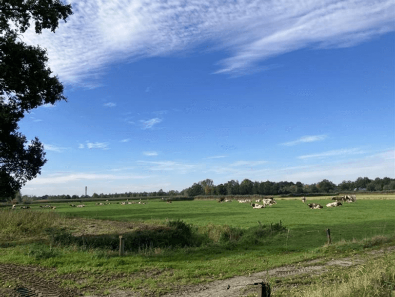 Vergrößertes Bild: Landschaft mit einem Stück eines Baumes auf der linken Seite und einigen Kühen in der Ferne. 