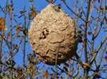Bild vergrößern: ein Sommernest der Asiatischen Hornisse. Das Nest hängt in einem Baum.